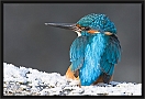 ijsvogel_MG_0369 